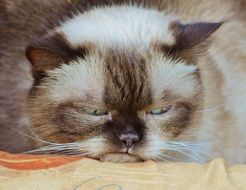 Grumpy British Shorthair Cat, head close up