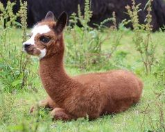 young Alpaca rests on green grass