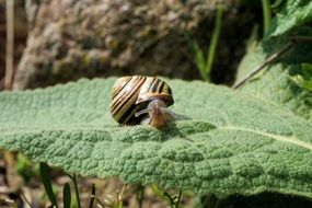 Snail Garden