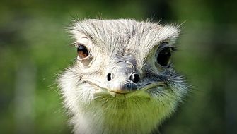 photo of ostrich head