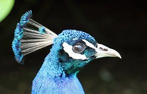 blue peacock head with a tuft