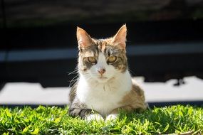 domestic cat laying on ghe green grass