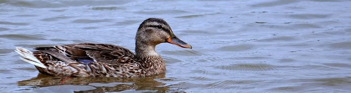 swimming duck on lake
