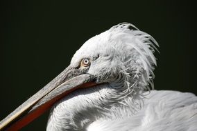 white Pelikan black aback