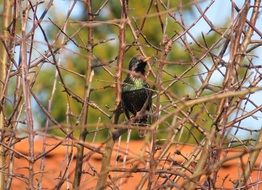 wild Songbird is on tree branch