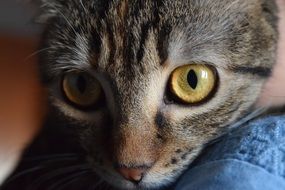 close-up of a cat's face on a blurred background