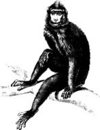 black monkey on a branch drawing