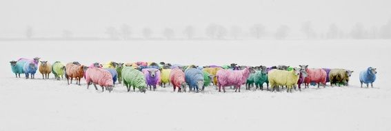 clipart of Rainbow Colorized Sheeps on snow