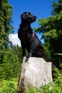 Flat Coated Retriever Dog