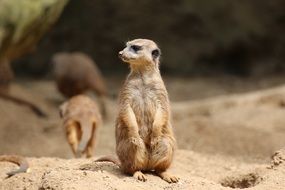 charming small Meerkat