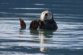 cute sea otter swimming in the water