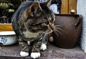 cat among household utensils close-up