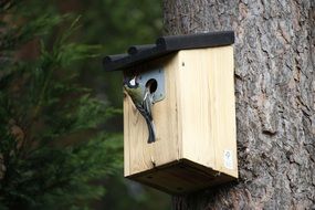 wood Aviary Feed with small bird eating