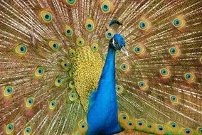 peacock with colorful plumage close-up