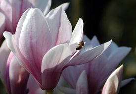 Spring pink Magnolia blooming flower with Bee