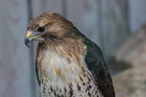 Falcon or Bird Of Prey