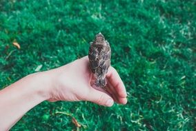 Holding bird on the hand