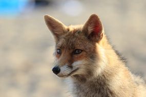 little wild fox, tuscany