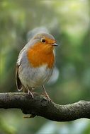 Bird Robin on a branch
