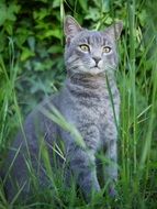 gray cat in the tall green grass