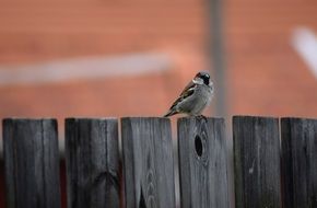 small Sparrow on Fence portrait