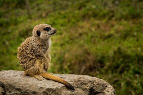 meerkat on a big stone