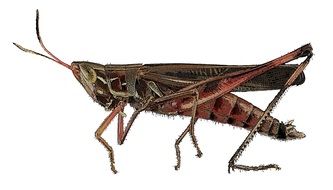 Cricket