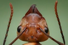 Queen Ant's head