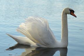 portrait of majestic swan on the water