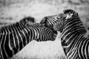 two zebras is hugging on Safari in Africa