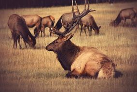 herd of deer on the field