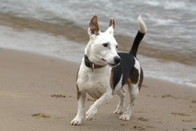 Jack Russell Play on the beach