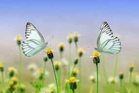 white butterflies in wildflowers