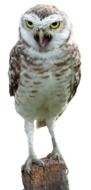 scarecrow snowy owl