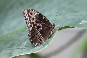 exotic brown butterfly on green foliage