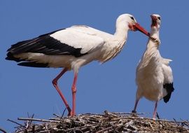 Black and white storks on the nest