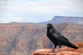 Raven on the background of the Grand Canyon