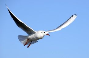 seagull with spread wings at sky