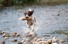 Dog Water Run