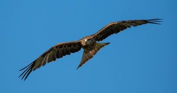 picture of the wild flying bird on a sky