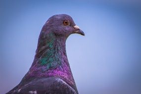 violet dove head