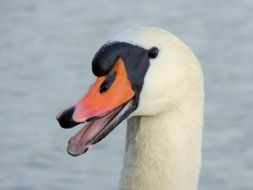 white swan on the background of the pond closeup