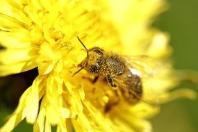 Bee covered with Pollen on yellow flower