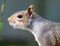 cute grey squirrel in wildlife