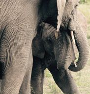 Mother elephant hugging her son