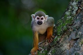 little monkey on a tree trunk in the forest