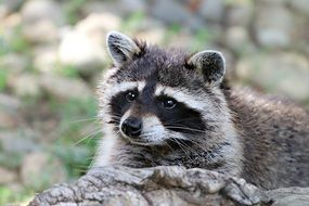 gray face raccoon