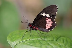 butterfly on the green leaf