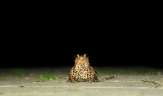 Toad Frog Animal