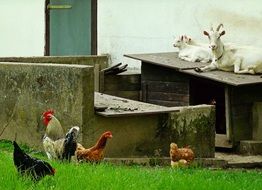 domestic farm goats and chickens